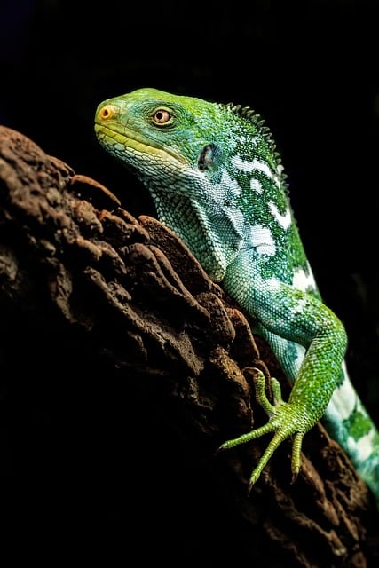 Free Iguana Fijian Iguana photo and picture