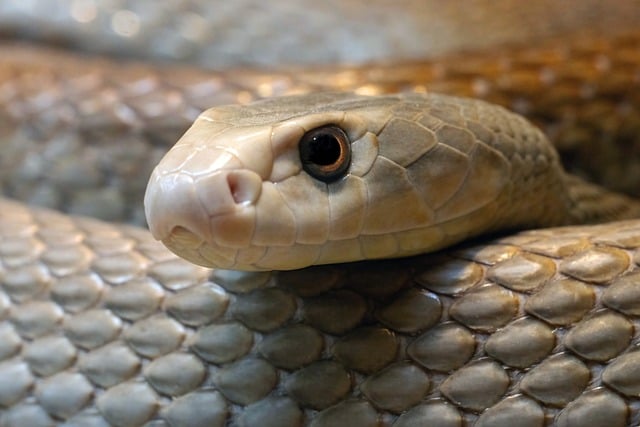 Free Taipan Snake photo and picture