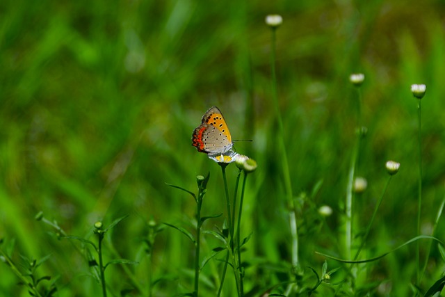 Free Butterfly Flower photo and picture
