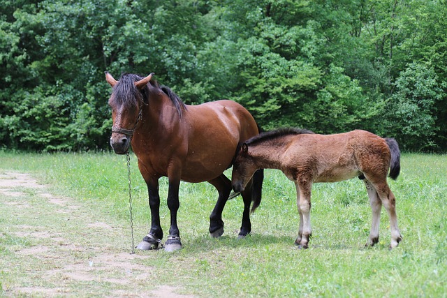 Free Horse Foal photo and picture