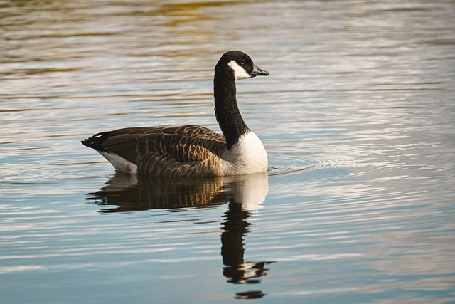 Ganso Canadiense, Pájaro, Agua, Lago