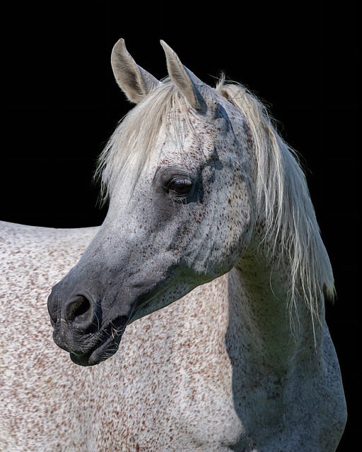 Free Arabian Thoroughbred photo and picture