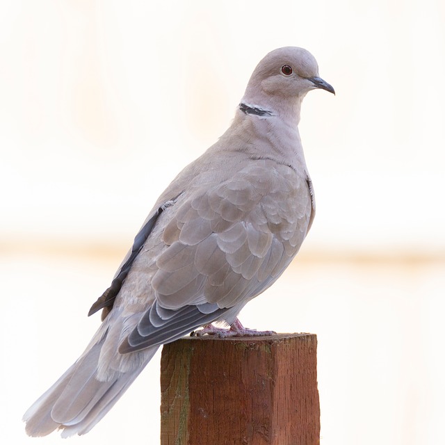 Free Collared Dove Bird photo and picture