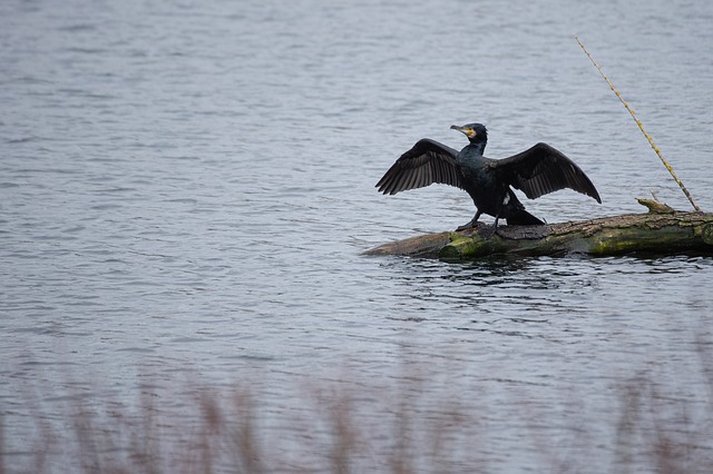 Free Cormorant Nature photo and picture