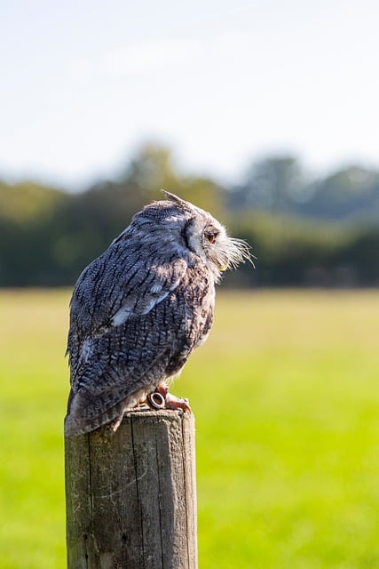 Free Owl Southern White-Faced Owl photo and picture