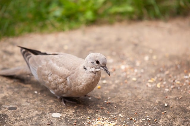 Free Collared Dove Young Bird photo and picture