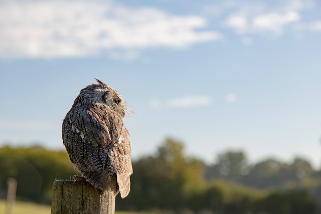 Free Owl Desktop Backgrounds photo and picture