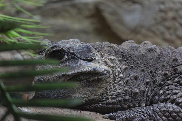 Free Crocodile Zoo photo and picture