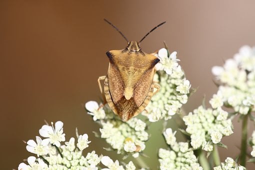 Wanze, Insekt, Makrofotografie, Blüte