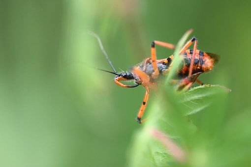 Wanze, Makro, Rot, Natur, Detail, Insekt