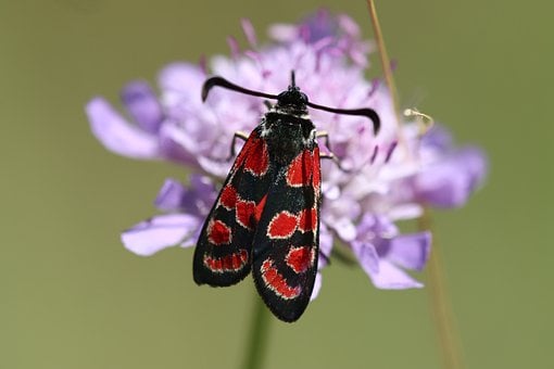 Widderchen, Rot, Schwarz, Insekt