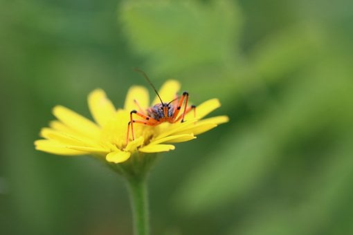Käfer, 4K-Hintergrundbild