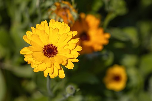 Free Marigold Yellow photo and picture