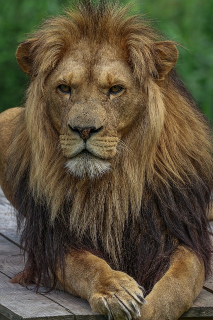 Free Lion Wild Animal photo and picture
