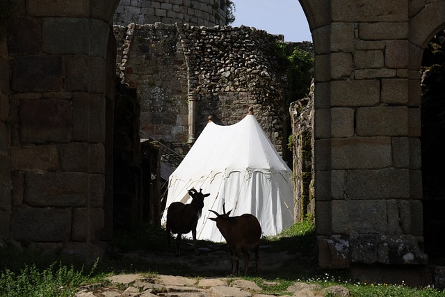 Cabra, Tienda, Muro De Castillo
