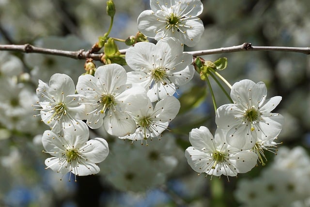 Free White Flowers Blossoming Plum photo and picture