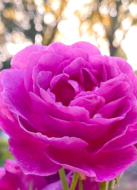 Free Rose Bokeh photo and picture