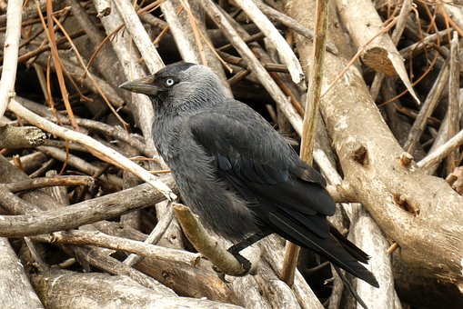 Pássaro, Corvo, Preto, Natureza, Madeira