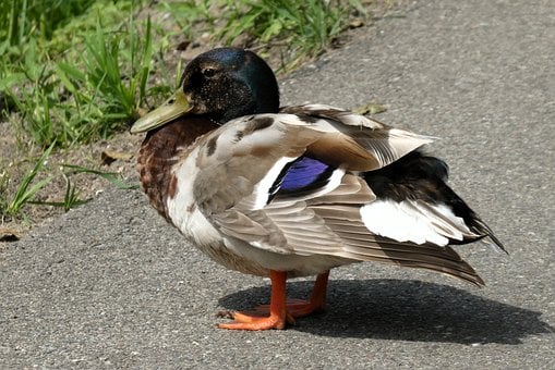 Pato, Pássaro, Selvagem, Parque, Penas