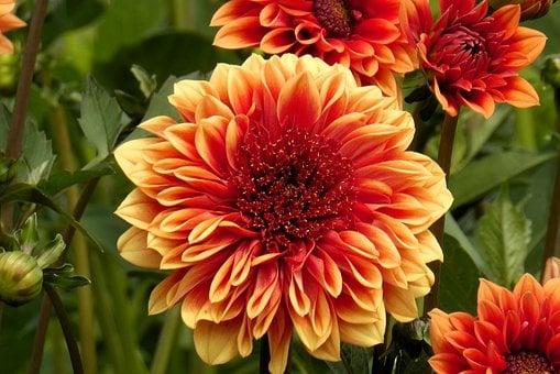 Dália, Flores, Jardim, Florescendo