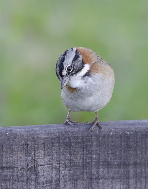 Free Bird Nature photo and picture