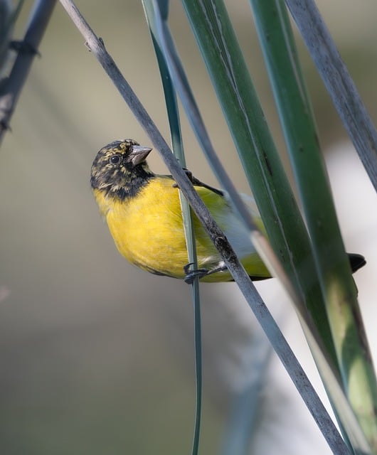 Free Bird Ornithology photo and picture