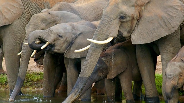 Elefant, Natur, Tierwelt, Safari, Wasser