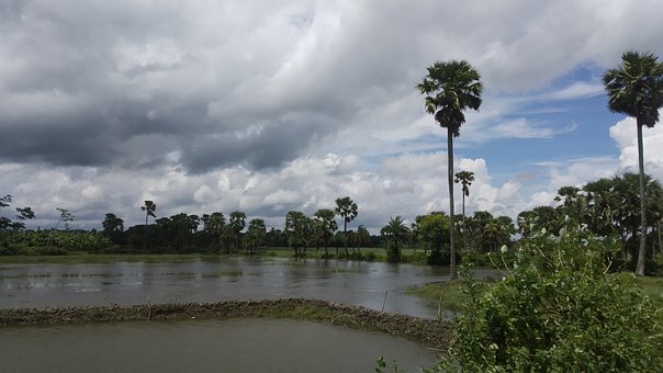 Free Nature Palms photo and picture