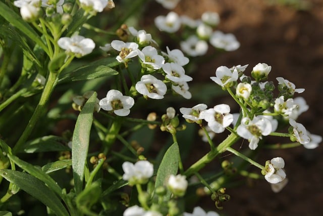 Steinkraut, Weiße Blume, Garten, Natur
