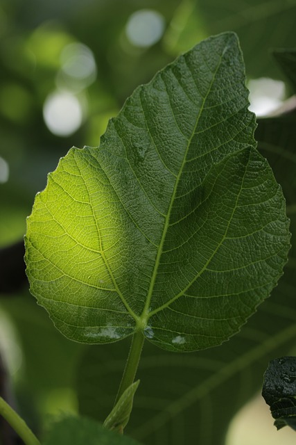 Blatt, Grün, Natur, Blattadern