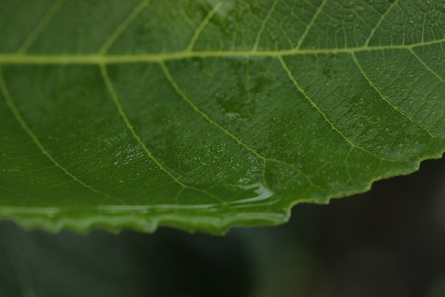 Blatt, Grün, Wasser, Tropfen, Makro