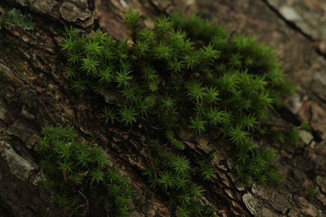 Stamm, Moos, Natur, Grün, Wald, Details