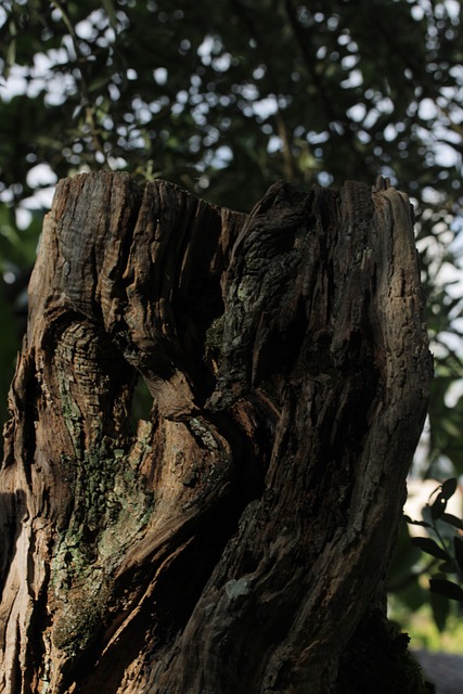 Baumstamm, Baum, Wald, Holz, Moos