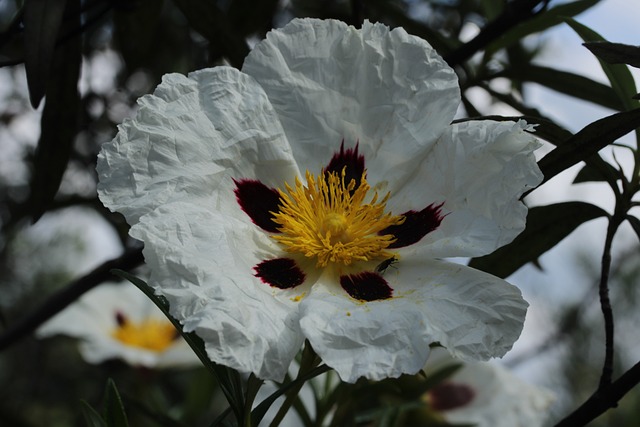 Blume, Blütenblätter, Cistus-Strauch