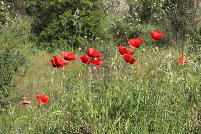 Natur, Wiese, Rote Blüten, Wildblumen