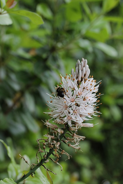Biene, Blühend, Pflanze, Natur