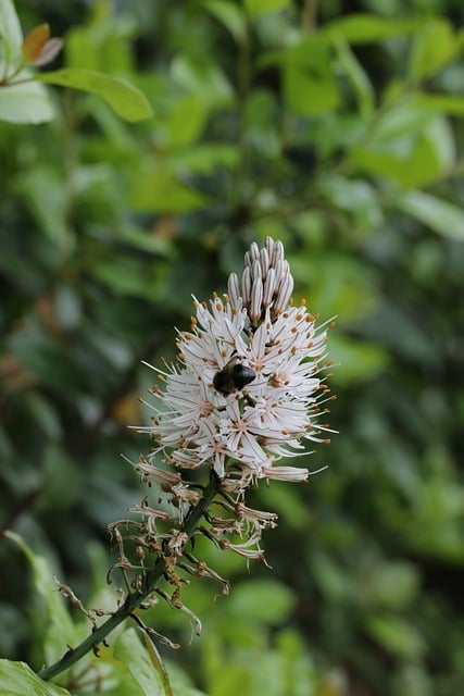 Biene, Blume, Natur, Bestäubung, Grün