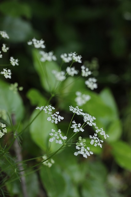 Blume, Natur, Flora, Pflanze, Frühling