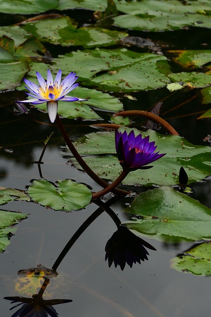 Loto, Flor, Nenúfar, Naturaleza, Reflejo