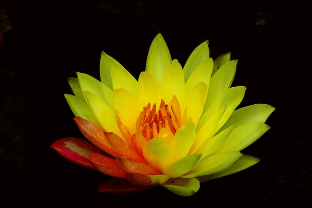 Loto, Flor Amarilla, Pétalos
