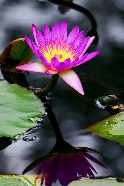 Loto, Flor, Naturaleza, Floración