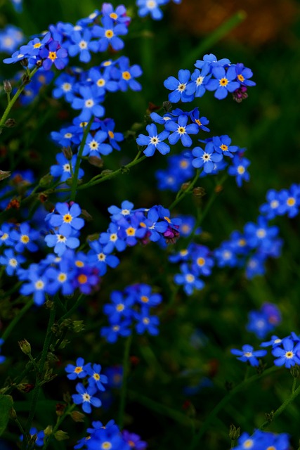 Miosótis, Flores Azuis, Natureza