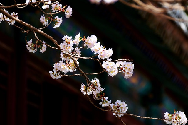Flores, Sakura, Primavera, Naturaleza