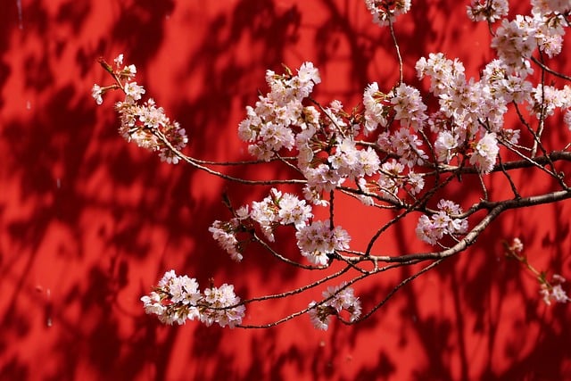Sakura, Naturaleza, Flor, Pared Roja