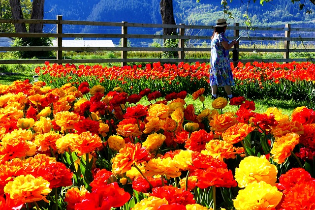 Tulipanes, Flores, Jardín, Mujer