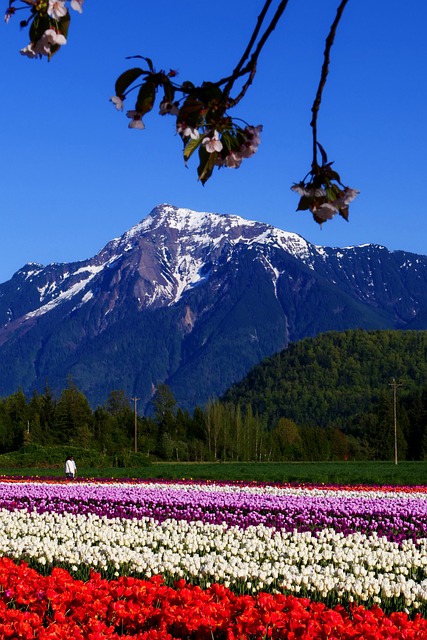 Tulipanes, Naturaleza, Jardín, Flores