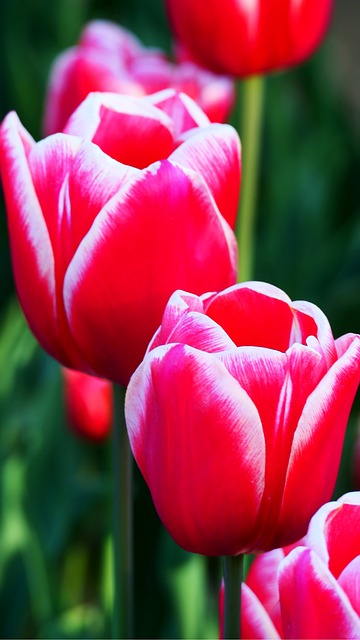 Tulipán, Flores, Naturaleza, Rojo