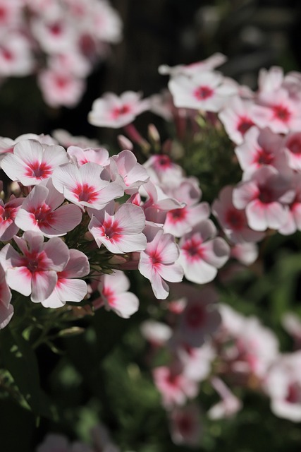 Free Flora Flower photo and picture