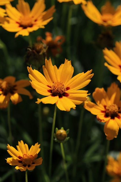 Free Garden Flower Background photo and picture