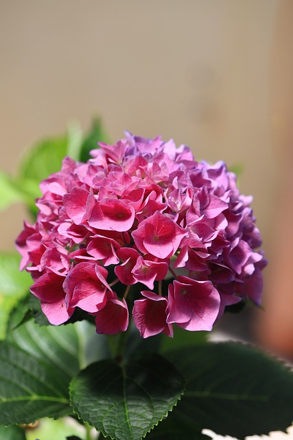 Free Hydrangea Flower photo and picture